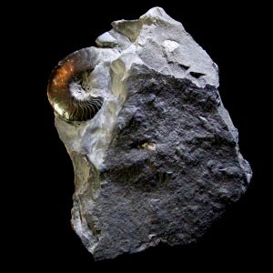 Protornoceras polonicum__Polska_79